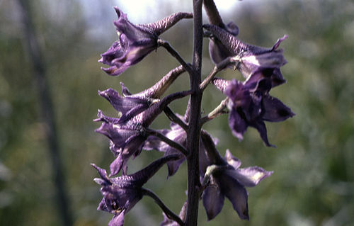 Delphinium glaucum